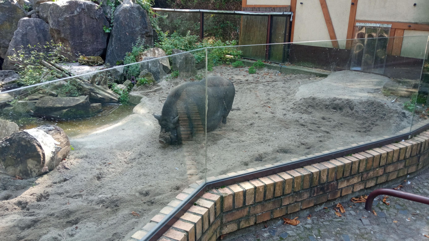 Stare ZOO w Poznaniu. Idealne miejsce na rodzinne spacery w sercu miasta 