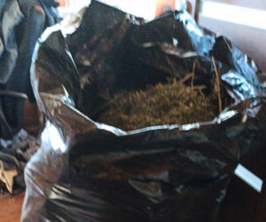 Plantacja trawki pod Otwockiem
