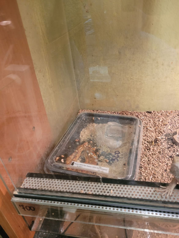 Sklep zoologiczny w Bytomiu: zwierzęta w strasznych warunkach