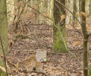 Rysie w Nadleśnictwie Susz