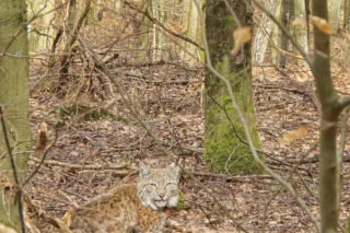 Rysie w Nadleśnictwie Susz