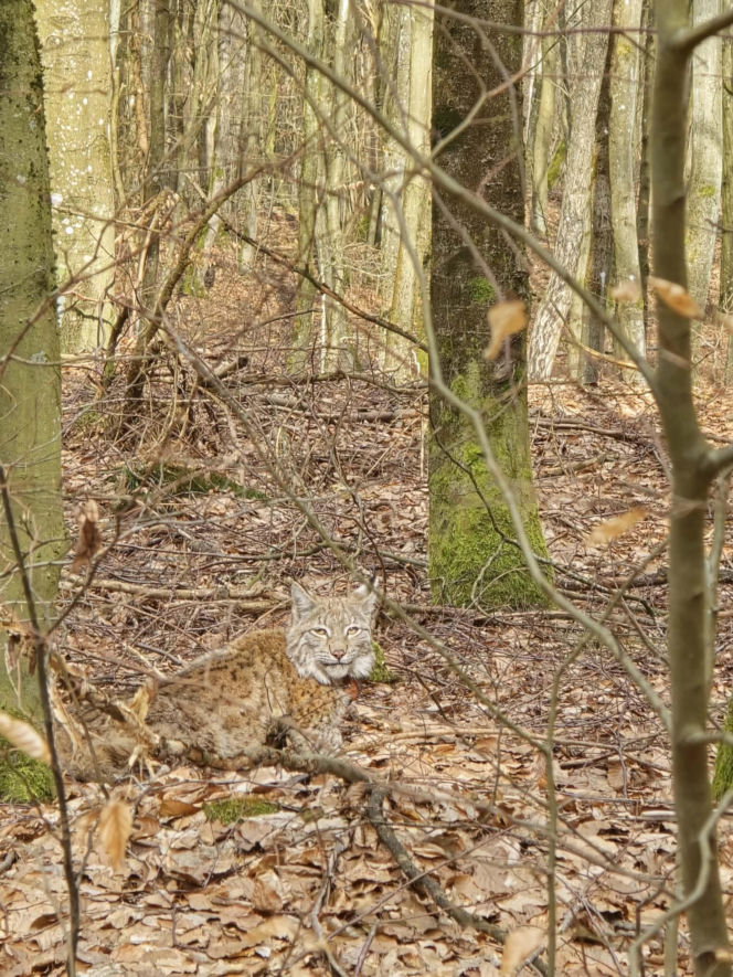 Rysie w Nadleśnictwie Susz
