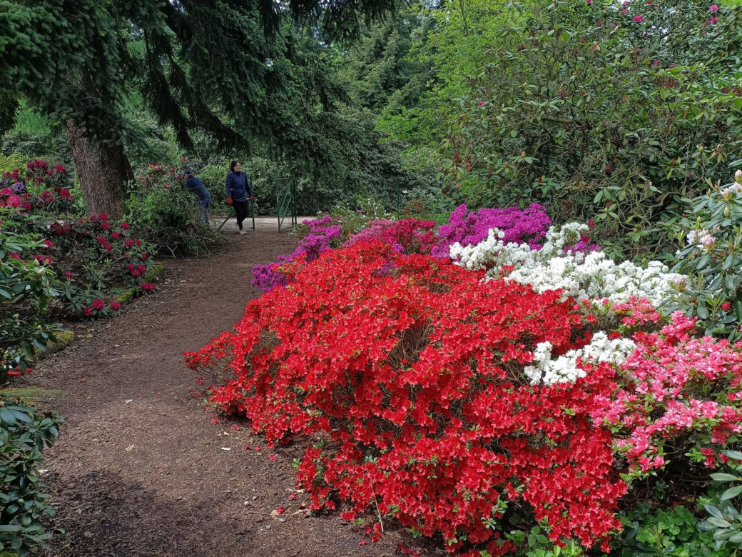 Arboretum Kórnickie - raj dla miłośników pięknych roślin