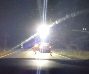 Uwaga na dzikie zwierzęta! 