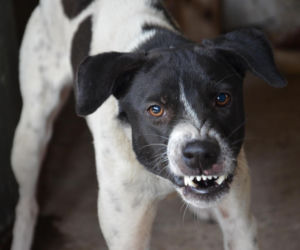 Prawie 180 przypadków pokąsań przez zwierzęta odnotował w minionym roku Sanepid w Kaliszu