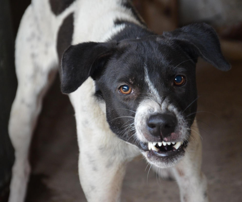 Prawie 180 przypadków pokąsań przez zwierzęta odnotował w minionym roku Sanepid w Kaliszu