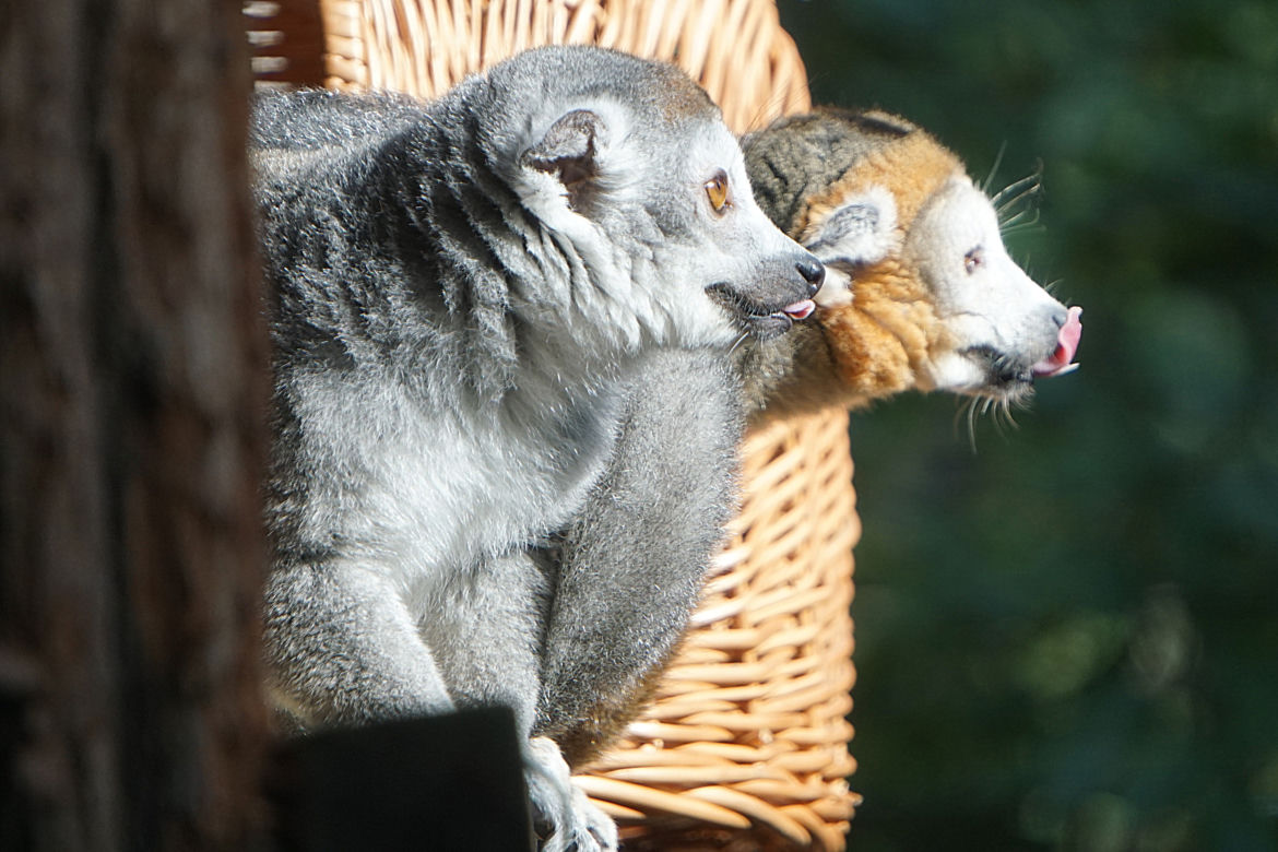 Lemury koroniaste we wrocławskim zoo