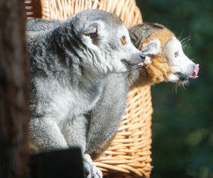 Lemury koroniaste we wrocławskim zoo
