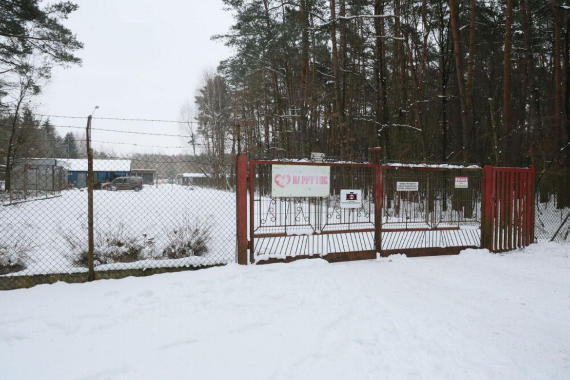 „Maszynka do mielenia mięsa i pałki z krwią”. Kulisy zamknięcia schroniska „Happy Dog”. Co dalej?