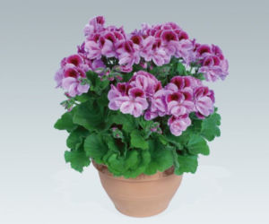 pelargonia