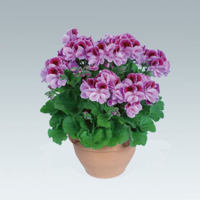 Pelargonie angielskie