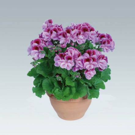 Pelargonie angielskie