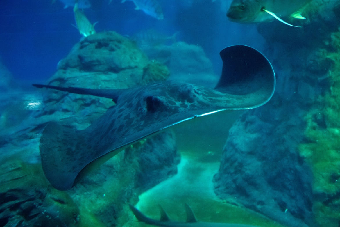 We wrocławskim zoo urodziły się patelnice wstęgoogonowe