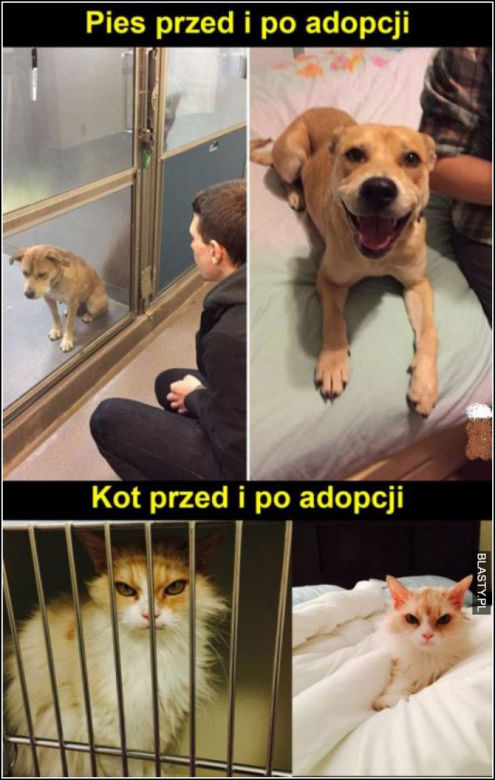 Dzień Psa 2026. Te memy pisało samo życie!