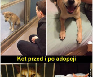 Dzień Psa 2026. Te memy pisało samo życie!