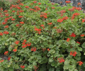 pelargonia