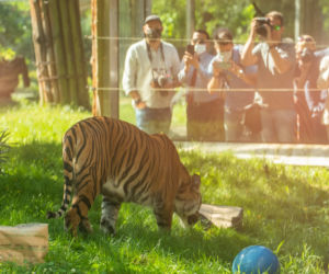 Ambasador Indonezji nadała imię młodej tygrysicy z wrocławskiego zoo