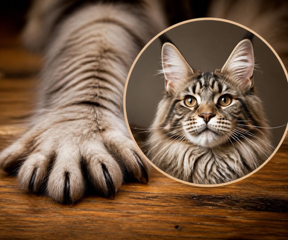 Duża kocia łapa z wieloma palcami. Obok na okrągłej miniaturze kot rasy maine coon. O rekordziście przeczytasz w Eska.