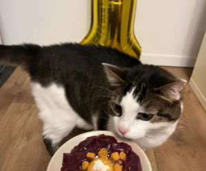 Panduś świętuje rocznicę nowego życia