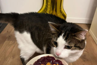 Panduś świętuje rocznicę nowego życia