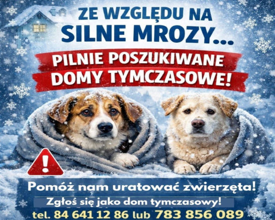 Schronisko dla bezdomnyc zwieząt