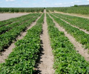 plantacja truskawek