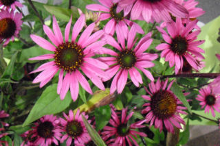 Jeżówka purpurowa 'Liliput' PBR - Echinacea purpurea 'Liliput'