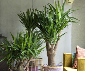 Zamień swój salon w zieloną oazę! Jakie drzewka można trzymać w domu? Te są doskonale