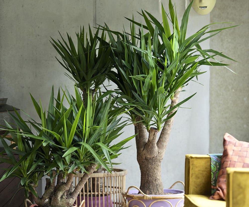 Zamień swój salon w zieloną oazę! Jakie drzewka można trzymać w domu? Te są doskonale