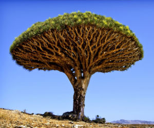 Dracena smocza