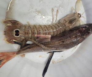 Turystyka rybacka w Cesenatico. Włoskie wybrzeże kusi polskich turystów