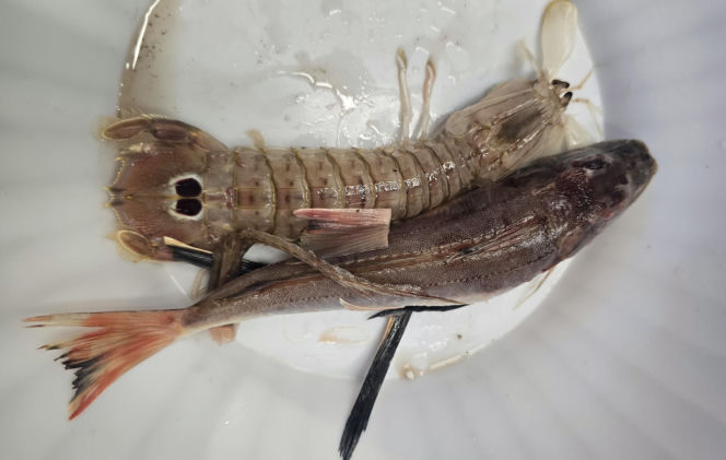 Turystyka rybacka w Cesenatico. Włoskie wybrzeże kusi polskich turystów