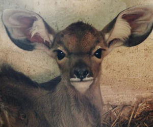 kudu