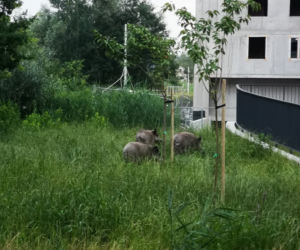 Dziki na osiedlu Czerwone Maki w Krakowie