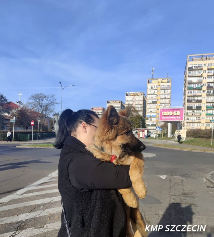 Rico błąkał się po ulicach Szczecina. Młodym owczarkiem zaopiekowały się policjantki