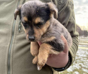 Doda cudem uniknęła śmierci! Właścicielka wyrzuciła ją do kontenera na elektrośmieci