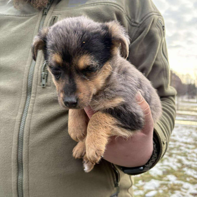 Doda cudem uniknęła śmierci! Właścicielka wyrzuciła ją do kontenera na elektrośmieci