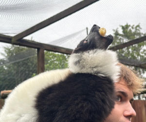 W zoo pod Lublinem urodził się lemur