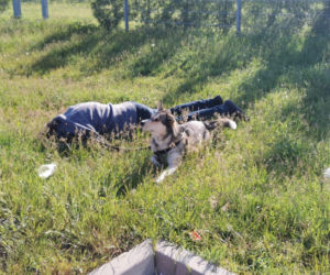 Pilnował pana nawet po jego śmierci