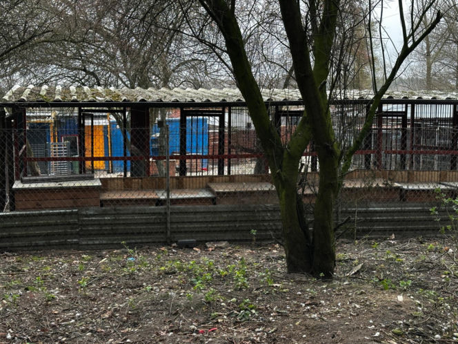 Zabrali dzieciom psa jak rzecz