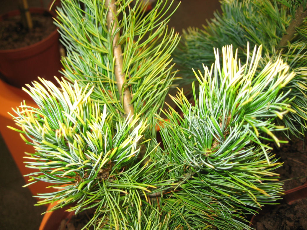 Sosna drobnokwiatowa 'Goldilocks'