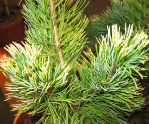 Sosna drobnokwiatowa 'Goldilocks'