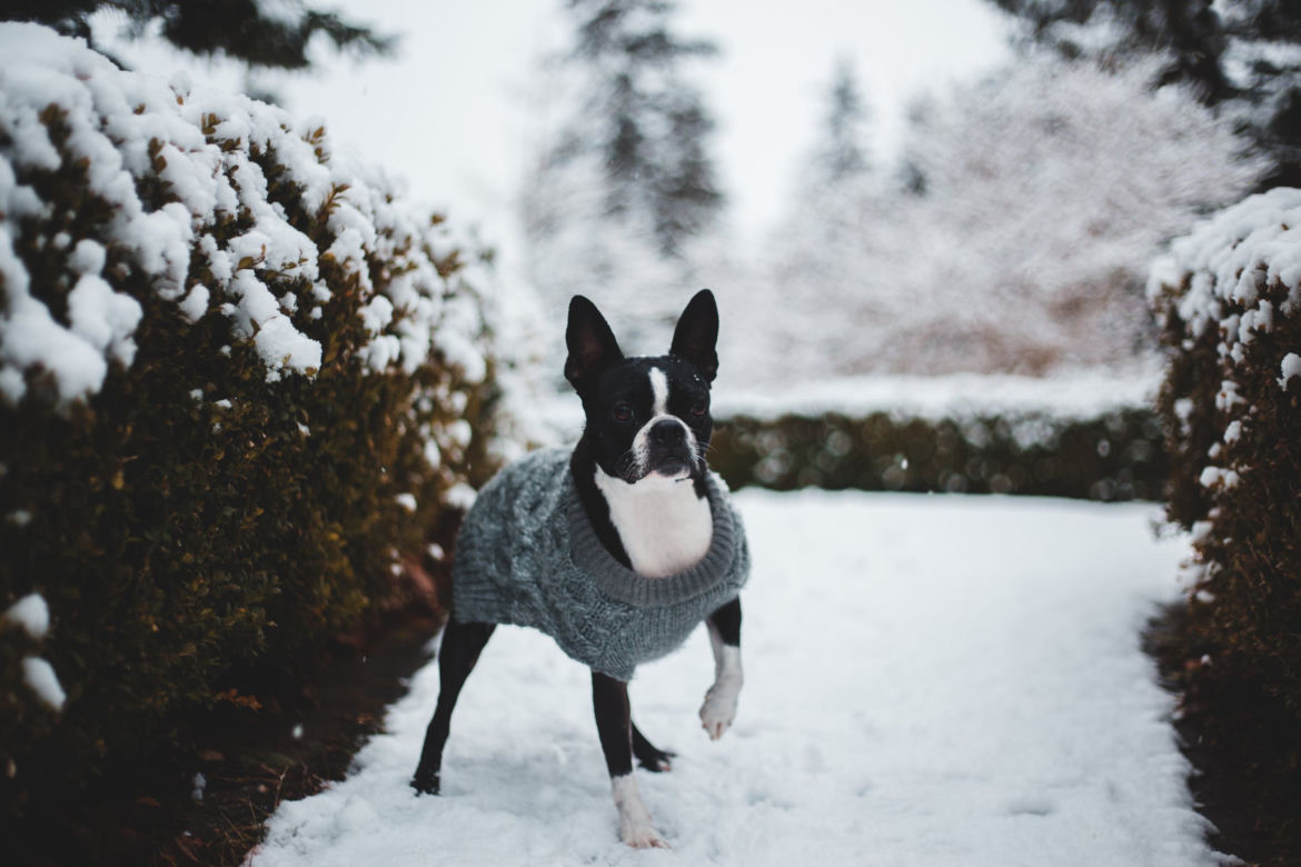 Rasy psów do małych mieszkań: boston terrier
