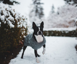 psy do małego mieszkania - boston terrier