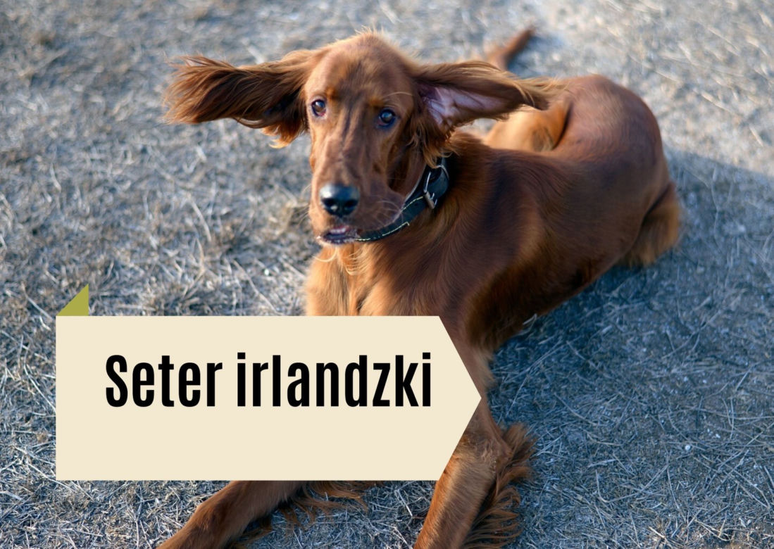 Najlepsze rasy psów dla dzieci. Będą prawdziwymi przyjaciółmi! [GALERIA]