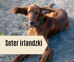 Najlepsze rasy psów dla dzieci. Będą prawdziwymi przyjaciółmi! [GALERIA]