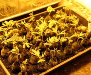 Ogromna plantacja marihuany pod Otwockiem zlikwidowana