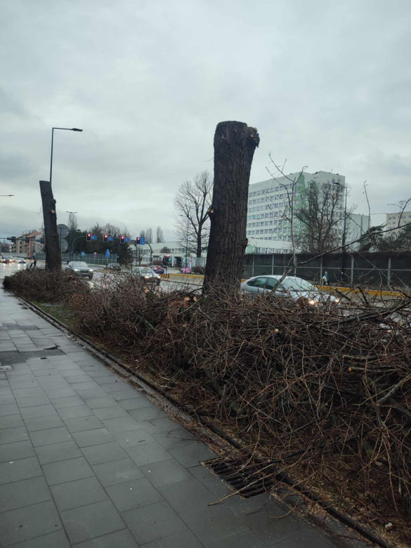 Nowa ścieżka rowerowa na al. 29 Listopada. Skończyło się rzezią drzew
