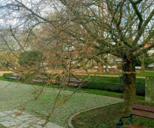 W grudniu na Jasnych Błoniach zakwitła wiśnia japońska