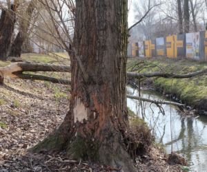 Bobry grasują na mieście [GALERIA]